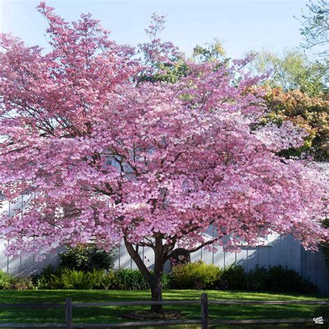 Pink Flowering Dogwood — Green Acres Nursery & Supply