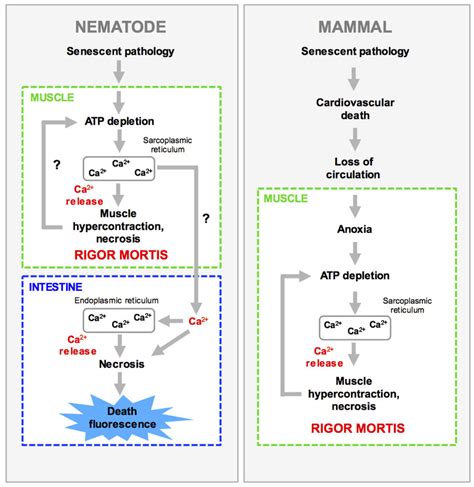 Figure S7. Hypothetical Model of Organismal Death in C. elegans and its ...