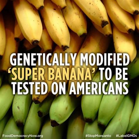 WARNING! Bananas Sold in USA are Genetically Modified | Orange Juice Blog