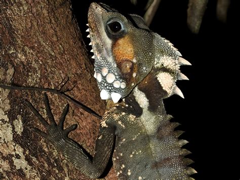 reptiles - Daintree Rainforest