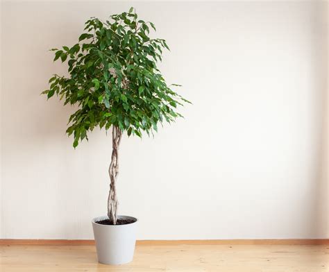 Indoor Tree Plant Identification