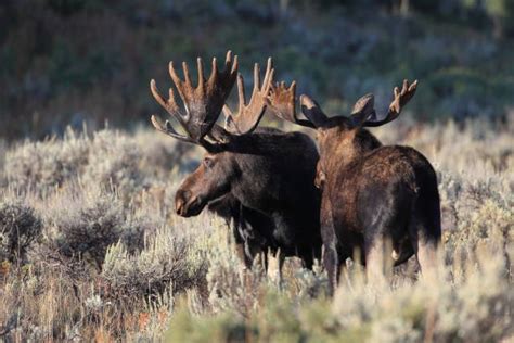 60+ Bull Moose Fighting Stock Photos, Pictures & Royalty-Free Images - iStock