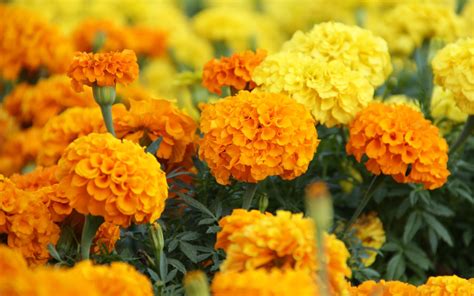 Marigold Wallpapers - Wallpaper Cave