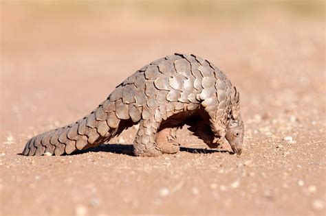 Pangolin Day (19th February, 2022) | Days Of The Year