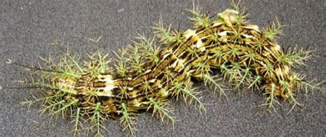 Lonomia Obliqua: a Stinging Caterpillar That Can Kill You | HubPages