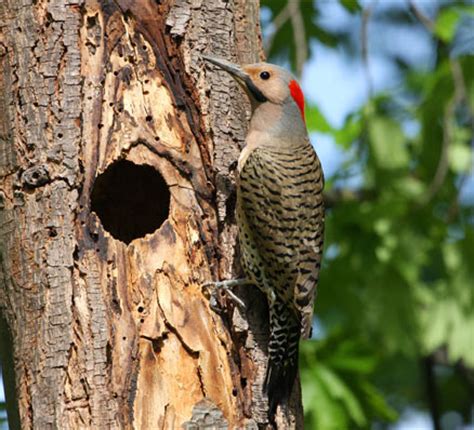 WoodPecker Pro Sonic Bird Control | BirdStoppers.com