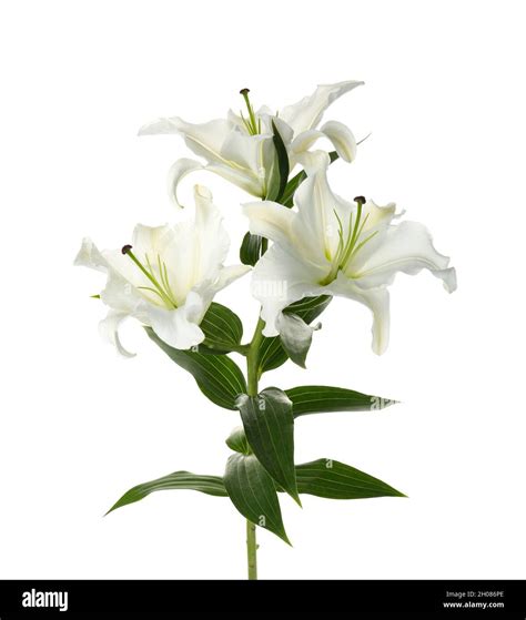 Beautiful lilies on white background. Funeral flowers Stock Photo - Alamy