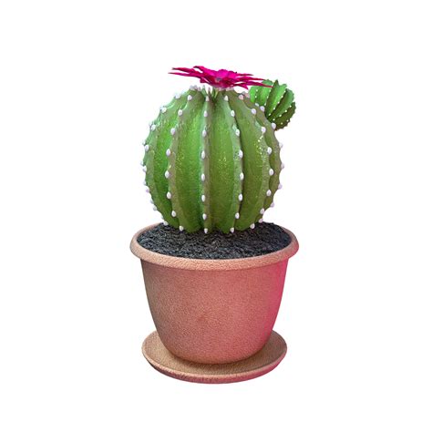 Download Cactus, Plant, Flower. Royalty-Free Stock Illustration Image - Pixabay
