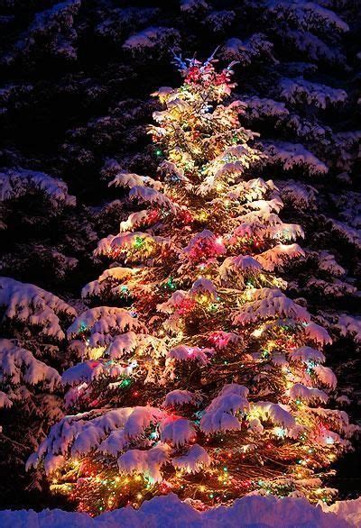 Spruce trees with holiday lights | Outdoor christmas, Beautiful christmas, Christmas lights