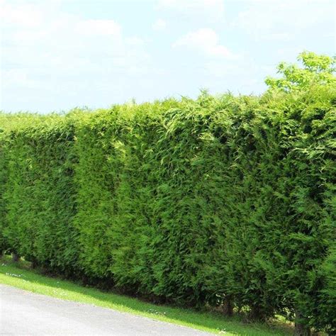 10 Reasons To Choose Leylandii Hedging