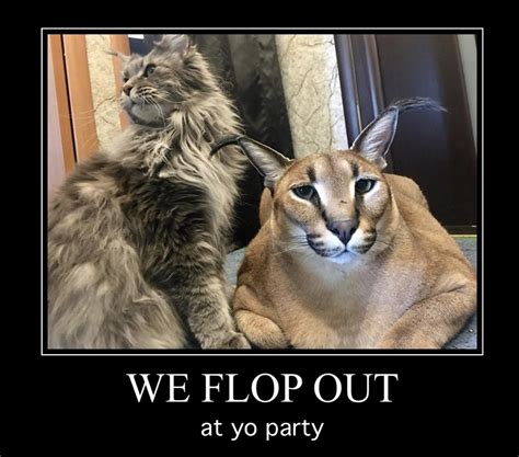 new big floppa song “Flop Out” : r/bigfloppa