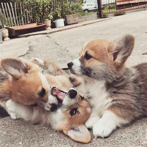 Corgi playing Cute Corgi, Corgi Puppy, Cute Puppies, Dogs And Puppies ...