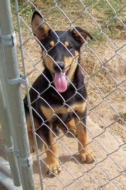 Black/Tan Rat Terrier mix pups - 6 months old for Sale in Waller, Texas ...