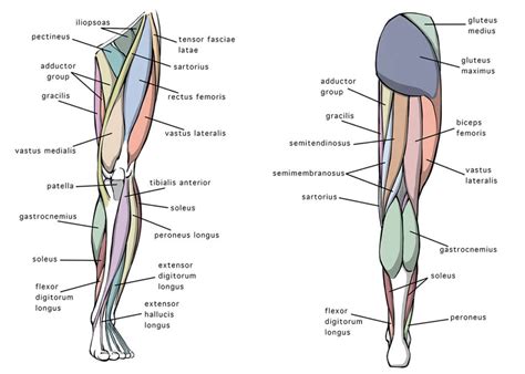 5 Tips on How to Draw Leg Anatomy -Tutorial - Ram Studios Comics