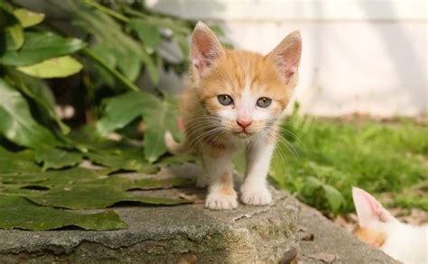 Orange Cat Names: 100 Best Ginger Cat Names