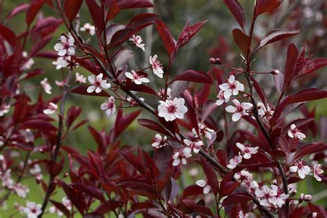 19 Trees and Shrubs from the Prunus Genus