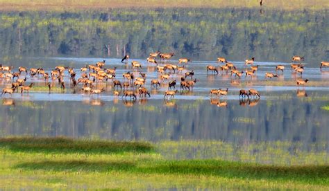 RMEF Injects $6M Into Wyoming Elk Habitat Research | 1911Forum