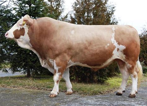 Simmental cattle are a high-yielding beef and dairy breed which easily adapts to any ...