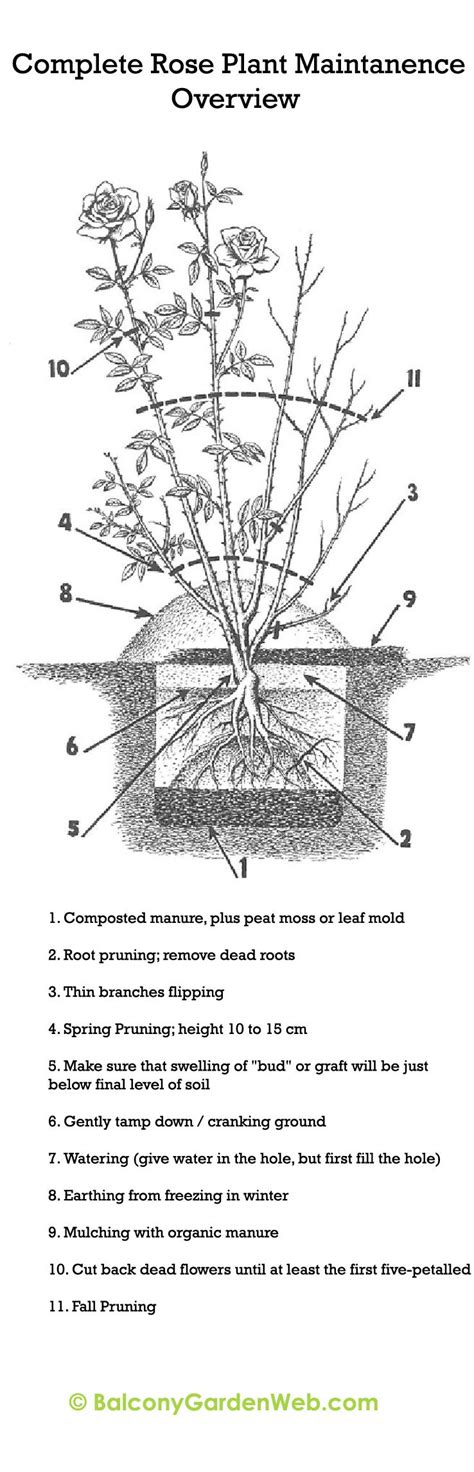 Pruning Climbing Roses Diagram