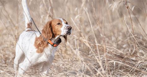 Hunting & Dog Training Articles and Videos