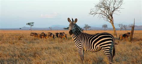 Mikumi National Park – Tanzania Safari