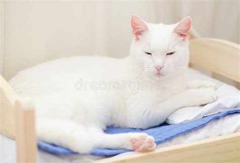 White Cat Sleeping Stock Images - Image: 29818664