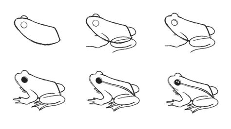 How To Draw A Simple Frog Step By Step - Inter disciplina