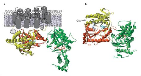 Structure of adenylyl cyclase. a Crystal structure of cytoplasmic ...