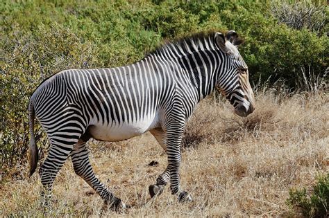 Male Grevy's Zebra (Equus grevyi) | Lewa Wildlife Conservanc… | Flickr