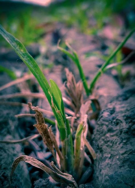 Free photo: Dry grass - Closeup, Dry, Grass - Free Download - Jooinn