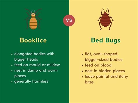 Booklice vs Bed Bugs: The Key Differences