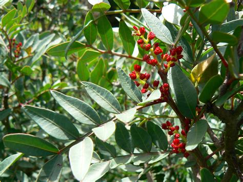 Pistacia lentiscus - Plant Biodiversity of South-Western Morocco