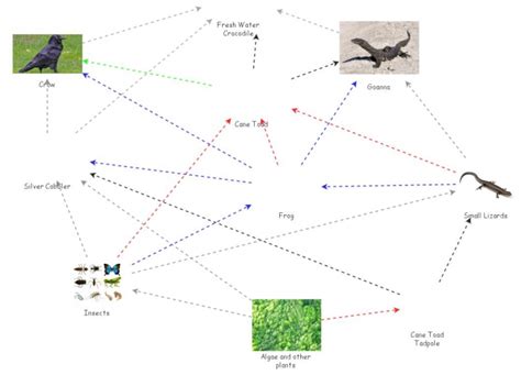 Cane Toad Food Web | Insight Maker