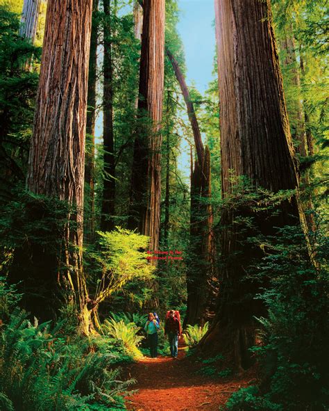 Go Hiking in the Redwood forest | National parks, Redwood forest, Redwood national and state parks