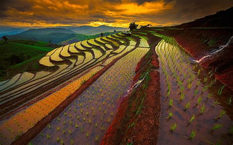 free download | Brown rice field during sunset, Meadows, 4k, HD wallpaper, hay, sunset ...