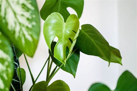 Tips for Pruning Indoor Plants — Plants by Post