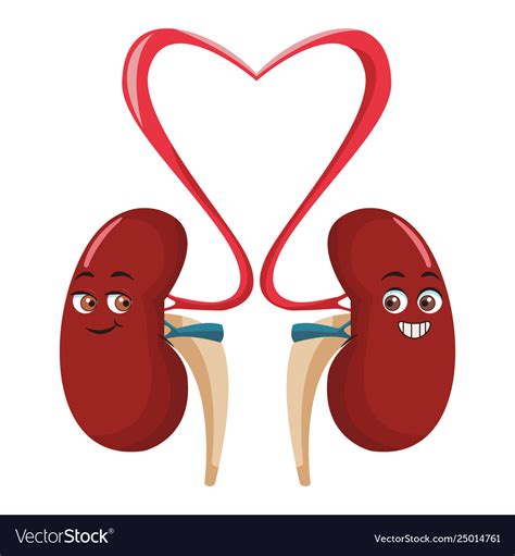 Kidneys funny cartoon Royalty Free Vector Image