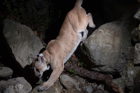 Stunning photos of L.A.'s celebrity mountain lion P-22 - Los Angeles Times