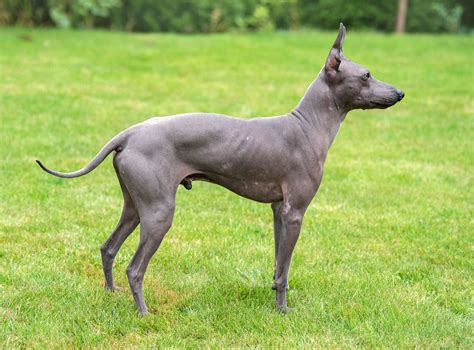 10 Best Hairless Dog Breeds