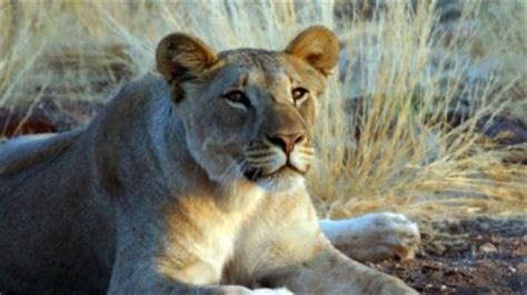 The Desert Lions | Secrets of Survival: Life in the Namib Desert | Nature | PBS