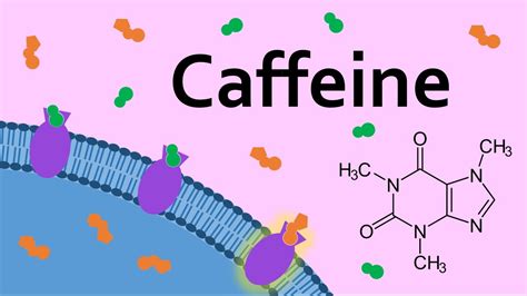 Caffeine and Adenosine Receptors - YouTube