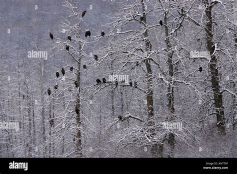 Bald eagles, Alaska Stock Photo - Alamy