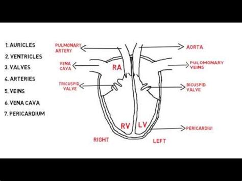 14+ Heart Structure Diagram | Robhosking Diagram