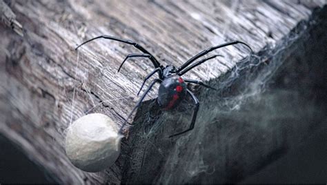 Eight-Legged Demise: America's Most Venomous Spiders - Havens travel and tour blog