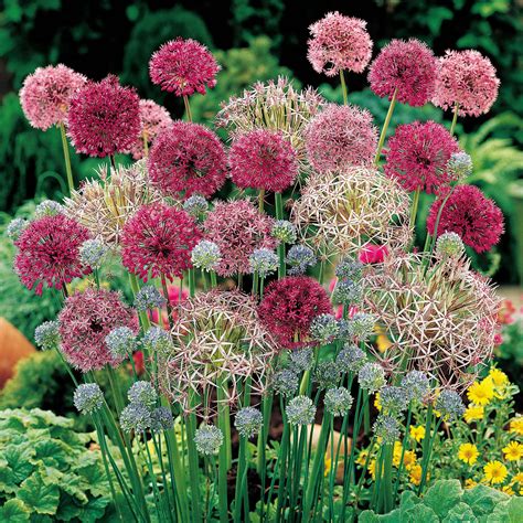 Allium 'Cottage Garden Collection' - Allium Bulbs - Van Meuwen | Garten design, Blumengarten ...