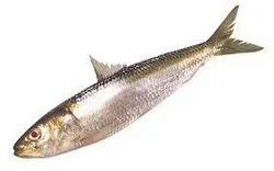 Sardine Fish in Mumbai, सारडाइन फिश, मुंबई - Latest Price & Mandi Rates from Dealers in Mumbai