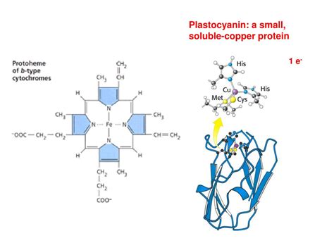 PPT - Plastocyanin: a small, soluble-copper protein PowerPoint Presentation - ID:6299338