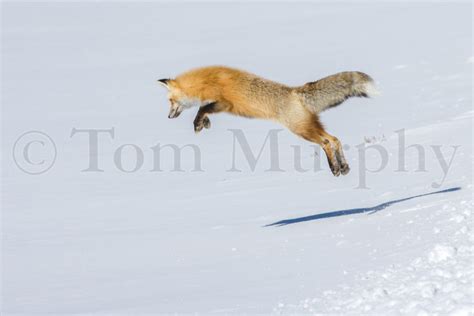 Red Fox Leaping – Tom Murphy Photography