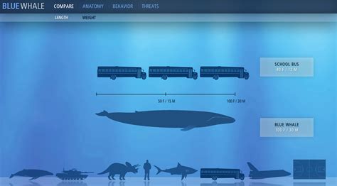 Blue Whale — Information is Beautiful Awards