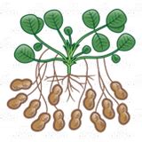 Abeka | Clip Art | Peanut Plant—with peanuts